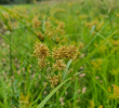 Fotobeleg